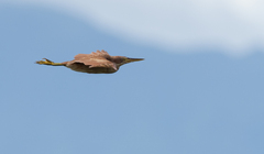 Ixobrychus cinnamomeus