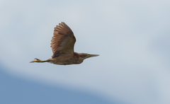 Ixobrychus cinnamomeus