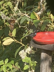 Diglossa lafresnayii