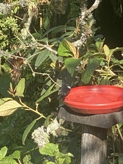 Diglossa lafresnayii