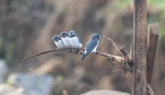 Artamus leucorynchus