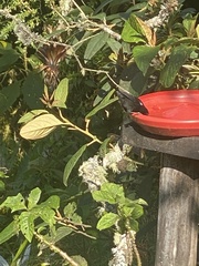 Diglossa lafresnayii