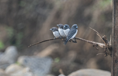 Artamus leucorynchus