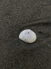 Cumingia californica