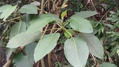 Dendrocnide meyeniana
