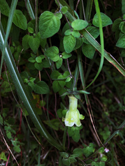 Codonopsis kawakamii