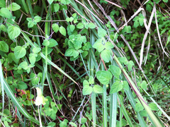 Codonopsis kawakamii