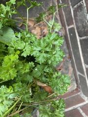 Apiaceae