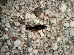 Euborellia annulipes