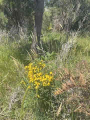 Calicotome spinosa