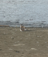 Leucophaeus scoresbii