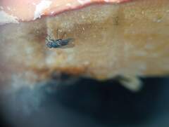 Brachycera