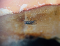 Brachycera