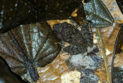 Platymantis dorsalis