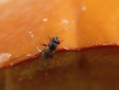 Brachycera