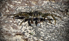 Grapsus
