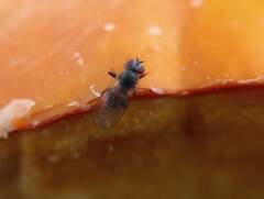 Brachycera