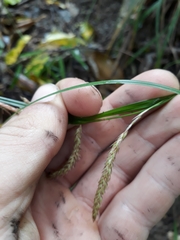 Carex spinirostris