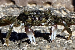 Grapsus