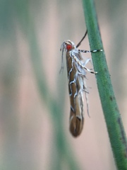 Pyroderces apparitella