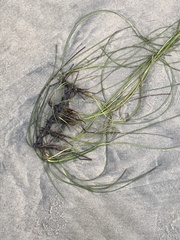 Phyllospadix torreyi