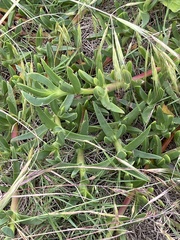 Carpobrotus rossii