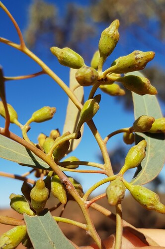 Eucalyptus striaticalyx, 2022-11-03