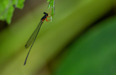 Igneocnemis haematopus