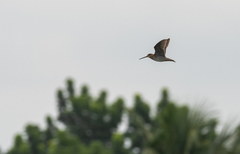 Gallinago