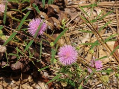 Mimosa microphylla