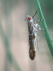 Pyroderces apparitella