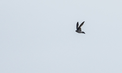 Collocalia marginata