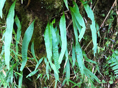 Lepisorus morrisonensis