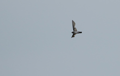 Collocalia marginata