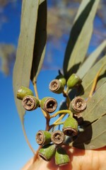 Eucalyptus striaticalyx