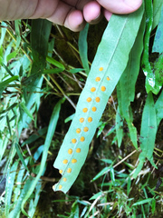 Lepisorus morrisonensis