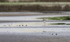 Charadrius dubius