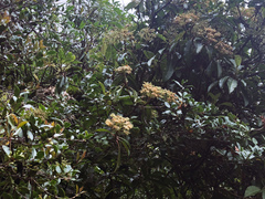 Hydrangea integrifolia