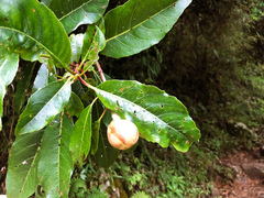 Hydrangea integrifolia