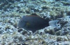 Acanthurus nigricauda