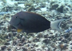 Acanthurus nigricauda