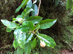 Hydrangea integrifolia