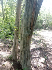 Chloroleucon mangense