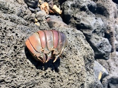 Panulirus penicillatus