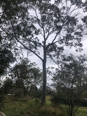 Corymbia henryi