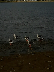 Leucophaeus scoresbii