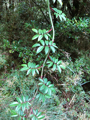 Rosa transmorrisonensis