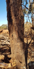 Eucalyptus striaticalyx