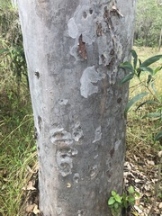 Corymbia henryi