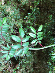 Rosa transmorrisonensis